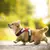 Imagem do Glow Charm Pet
