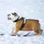 Glow Charm Pet - comprar online