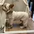 Imagem do Trico Pet Style