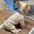 Trico Pet Style - comprar online