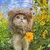 Imagem do Fantasia Leão para Gato