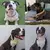 Brilho Pet - comprar online