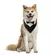 Gravatinha DogLord - comprar online