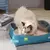 Gato Prático na internet