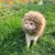 Fantasia Leão para Gato na internet