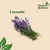 Lavanda - comprar online