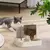 PetFlow - Fonte de Água com Alimentador Automático para Gatos - WP OFFERS
