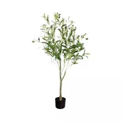 Olivo - comprar online