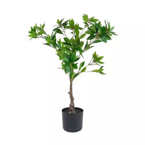 Ficus Benjamina