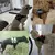 Arnês do cão nenhuma tração reflexiva tração divertida do animal de estima - Oferta Plus