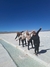 Salta y Jujuy en internet