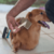 RASQUEADEIRA M PARA CÃES E GATOS GERMANHART na internet