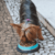 COMEDOURO INOX DUAL AZUL G 850ML PARA CÃES E GATOS GERMANHART - loja online