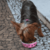 TIGELA INOX CUTIE ROSA M 800ML PARA CÃES E GATOS GERMANHART - loja online