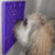 Tapete de Lamber De Silicone Premium Roxo Germanhart - Pata Certa Pet