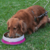 COMEDOURO INOX DUAL ROSA G 850ML PARA CÃES GERMANHART - Pata Certa Pet