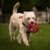 BRINQUEDO BOLA HOLEE ROLLER JUMBO JW VERMELHO PARA CÃES na internet