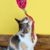 BRINQUEDO JWC FOOTBALL WITH STREAMER PARA GATOS na internet