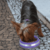 COMEDOURO INOX PRESTIGE ROXO M 450 ML PARA CÃES E GATOS GERMANHART - loja online