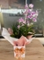 Orquídea Mini - comprar online