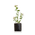 Arandanos - comprar online