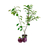Ciruelas - comprar online
