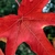 Liquidambar - comprar online