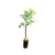 Pomelo - comprar online