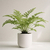 PTERYS TREMULA (Pteris) - comprar online
