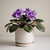 SAINTPAULIA (Violeta africana) - comprar online