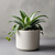 SANSIVIERA NANA VERDE (Sansiviera) - comprar online