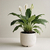 SPATHIPHYLLUM SENSACION (Espatifilo) - comprar online