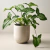 SYNGONIUM PODOPHILIUM (Singonio) - comprar online