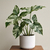 SYNGONIUM PODOPHILIUM MARMOLADO (Singonio mármol) - comprar online