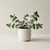 TRADESCANTIA MICROPHYLLA (Tradescantia) - comprar online