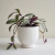 TRADESCANTIA PALLIDA (Tradescantia) - comprar online