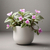 TRADESCANTIA ROSADA (Tradescantia rosa) - comprar online