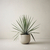 YUCCA ELEPHANTIPES (Yucca) - comprar online