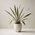 YUCCA ELEPHANTIPES VARIEG (Yucca variegada) - comprar online