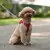 Coleira para cães pequenos ajustável