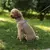 Coleira para cães pequenos ajustável - comprar online