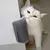 MASSAGEADOR PARA GATOS na internet