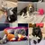 Brinquedo de pelúcia para cães, formato de animais - loja online