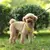 Coleira para cães pequenos ajustável - comprar online