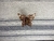 Broche Butterfly en internet