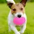 Juguete Pelota Rugby Resistente Mordillo Perros Chifle
