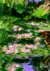 GIVERNY - comprar online