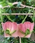 Top cropped tulipa - comprar online