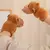 Capivara simulação de pelúcia capibara anime brinquedo fofo bonito capivara b - loja online