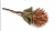Alcachofra Imperial Terracota Premium – Haste 75cm - Loja Agrojardins